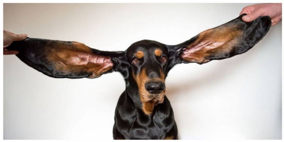 12-inch ears of an Oregon dog set a Guinness World Record