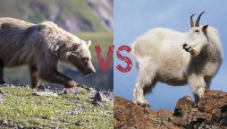 Mountain goat killed Grizzly bear in British Columbia