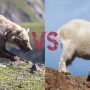 Mountain goat kills grizzly bear in British Columbia
