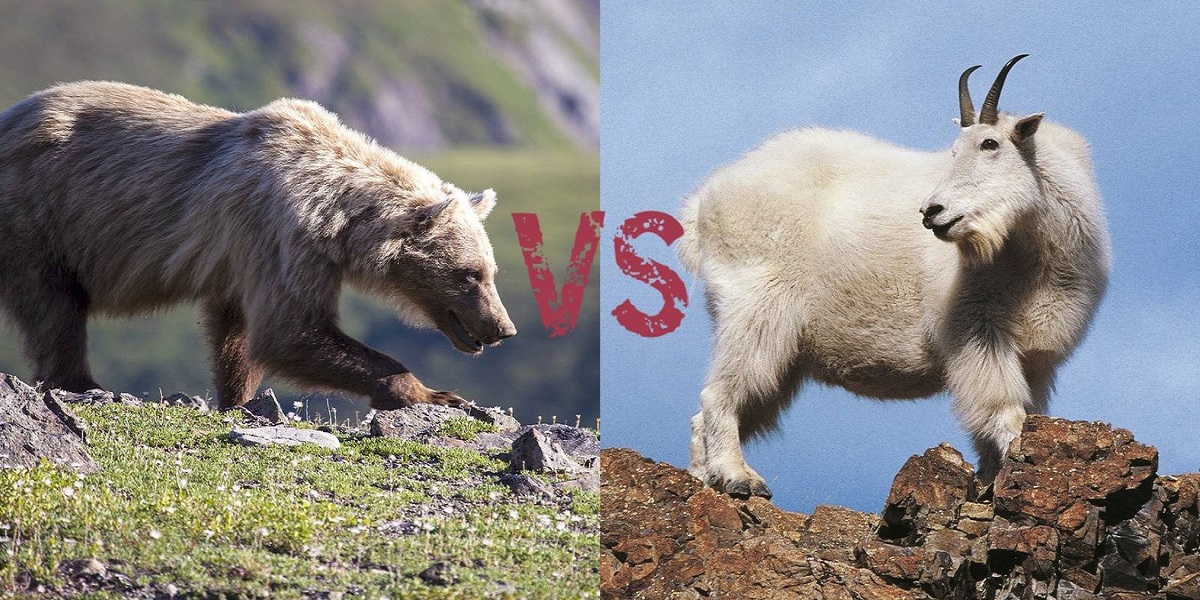 Mountain goat killed Grizzly bear in British Columbia