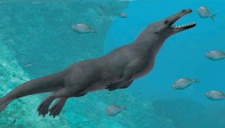Four legged whale, with eating style like raptors