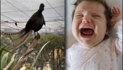 Did you know there is a bird that makes baby crying sound