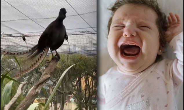 Did you know there is a bird that makes baby crying sound