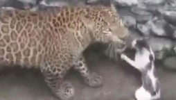 Viral video of a leopard and a cat fighting in a well