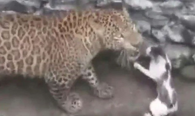 Viral video of a leopard and a cat fighting in a well