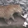 Viral video of a leopard and a cat fighting in a well