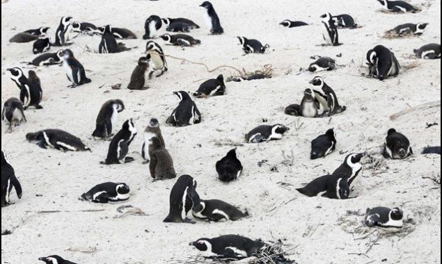 Dozens of penguins killed after being stung in the eyes by swarming honeybees