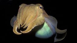 Cuttlefish memories retain their sharpness as they grow