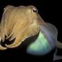 Cuttlefish memories retain their sharpness as they grow