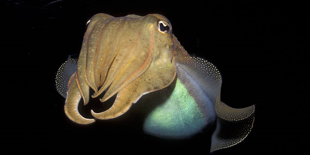 Cuttlefish memories retain their sharpness as they grow