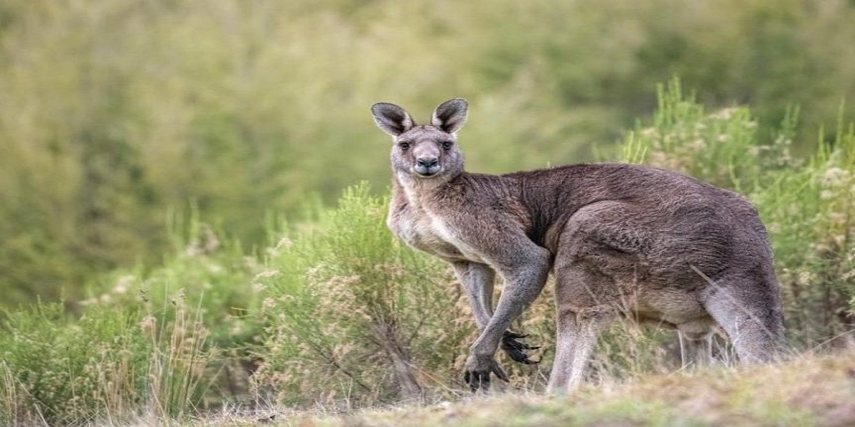 Kangaroo flees from a German circus and takes shelter in the Black Forest