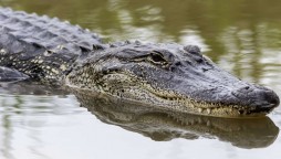 Mississippi hunters caught 800lb alligator which is about 13-foot long