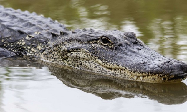 Mississippi hunters caught 800lb alligator which is about 13-foot long