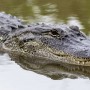 Mississippi hunters caught 800lb alligator which is about 13-foot long