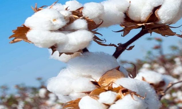 price of cotton