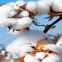 A record increase of Rs. 700 per quintal in the price of cotton