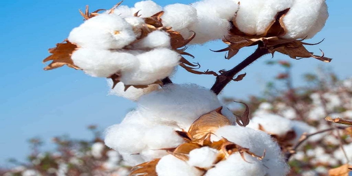 price of cotton