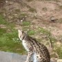 Serval on the loose in California County