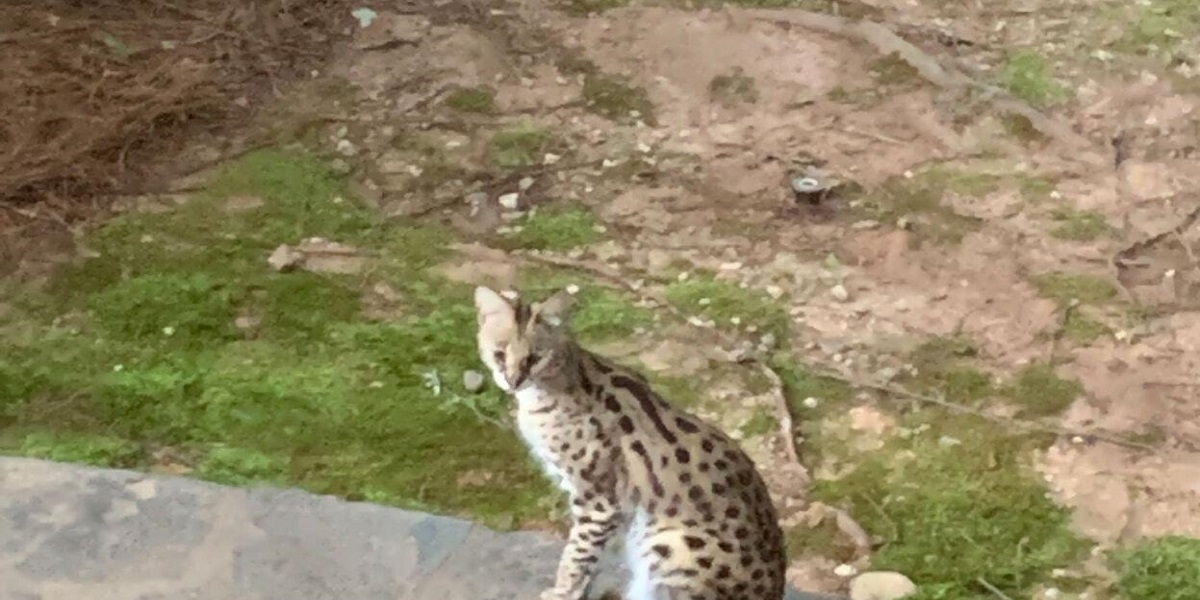Wild cat also known as Serval on the loose in California County