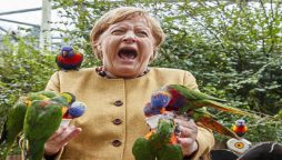 Angela Markel pecked by a dozen of parrots in bird park