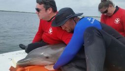 Volunteers saved stranded Dolphin in shallow Texas waters