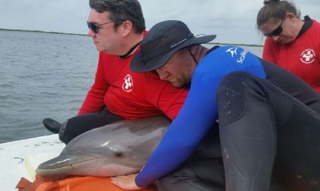 Volunteers save stranded Dolphin in shallow Texas waters