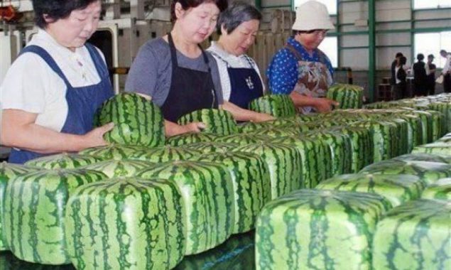 Did you know? You can buy square watermelons in Japan
