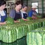 Did you know? You can buy square watermelons in Japan