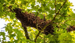 Fallen tree in Florida leads hundreds of bees to swarm