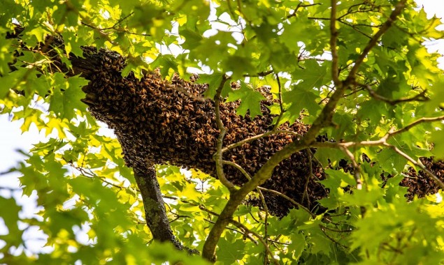Fallen tree in Florida leads hundreds of bees to swarm