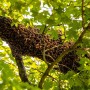 Fallen tree in Florida leads hundreds of bees to swarm