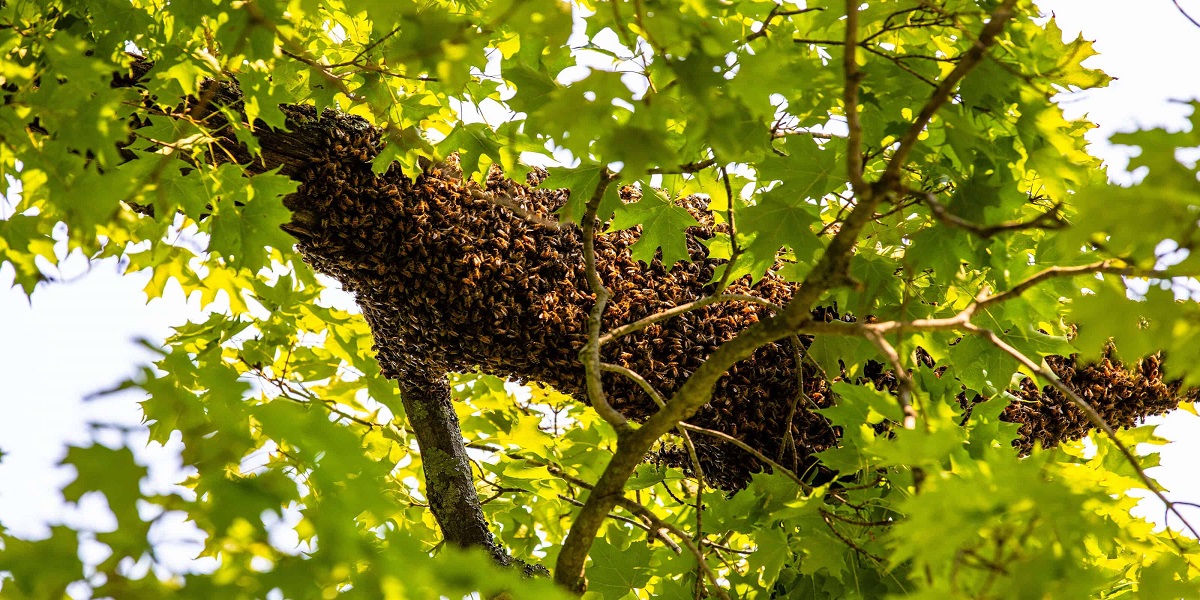 Fallen tree in Florida leads hundreds of bees to swarm