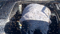 Man encounters a fresh Beehive in his jeep after shopping