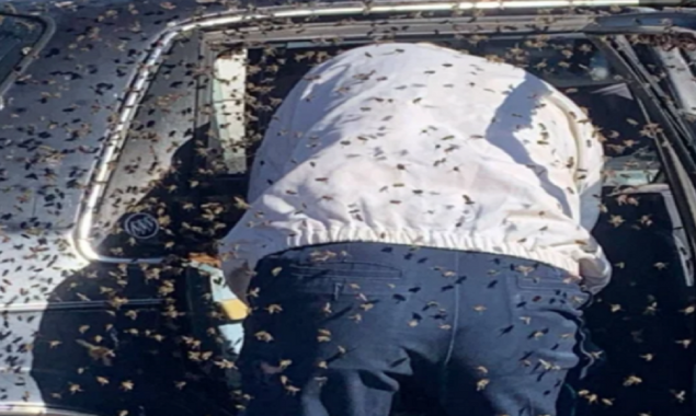 Man encounters a fresh Beehive in his jeep after shopping
