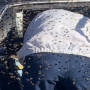 Man encounters a fresh Beehive in his jeep after shopping