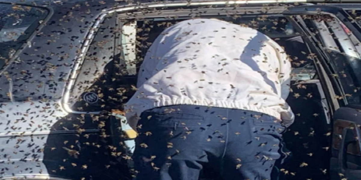 Man encounters a fresh Beehive in his jeep after shopping