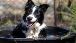 Owner leaves $5 million to his pet then it became world's wealthiest dog