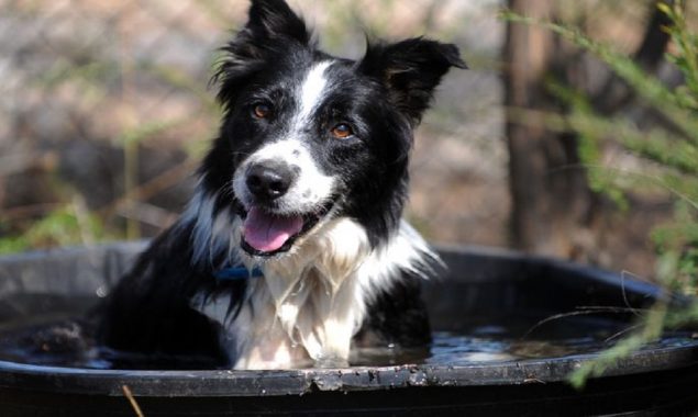 World’s wealthiest dog: Owner leaves $5 million to his pet