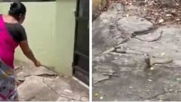 Woman encounters a snake in her house, what’s her reaction