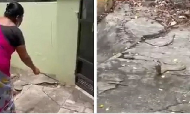 Woman encounters a snake in her house, see what she did