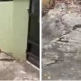 Woman encounters a snake in her house, what’s her reaction