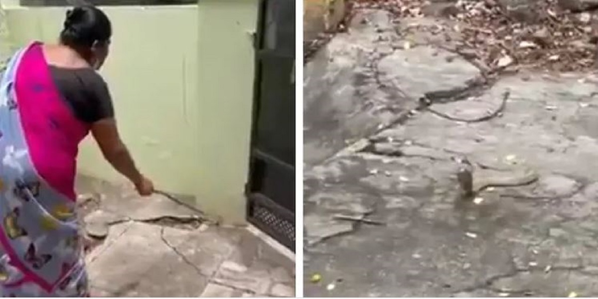 Woman encounters a snake in her house, see what she did