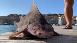 Sailors Puzzled by a 'Pig-Faced' Shark Caught in Italy Going Viral