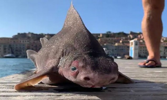 Sailors puzzled by a ‘Pig-Faced’ Shark caught in Italy, pictures are going viral