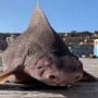 Sailors puzzled by a ‘Pig-Faced’ Shark caught in Italy, pictures are going viral