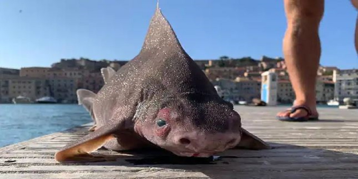 Sailors Puzzled by a 'Pig-Faced' Shark Caught in Italy Going Viral