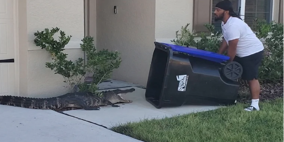 Florida guy catches the alligator using the garbage bin