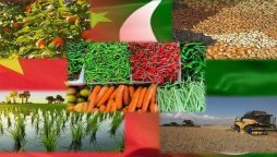 Large-scale farming to bring agricultural progress in Pakistan: Chinese scholar