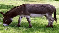 Human lady looks after an abandoned Donkey