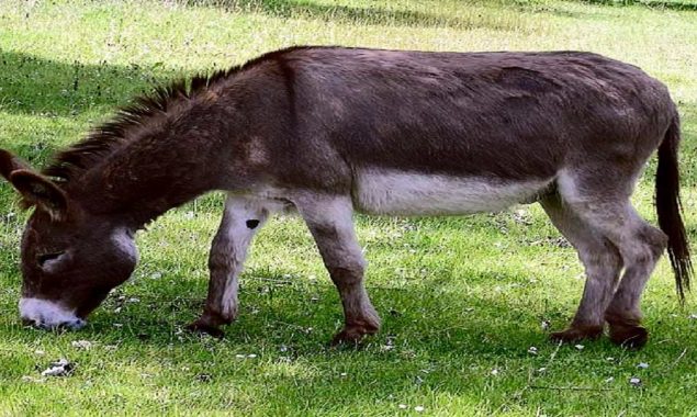 Human lady looks after a donkey that has been abandoned by his parents